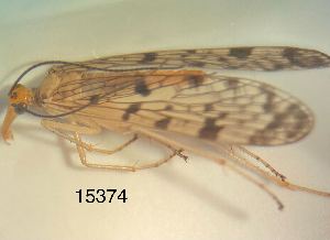  ( - ATBI000015374)  @11 [ ] by (2023) Unspecified Discover Life in America