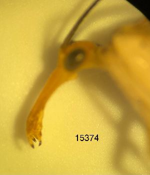  ( - ATBI000015374)  @11 [ ] by (2023) Unspecified Discover Life in America