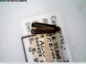  ( - GRSM26778)  @11 [ ] CreativeCommons  Attribution Non-Commercial Share-Alike (2025) Discover Life in America Discover Life in America