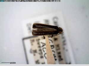  ( - GRSM26778)  @11 [ ] CreativeCommons  Attribution Non-Commercial Share-Alike (2025) Discover Life in America Discover Life in America