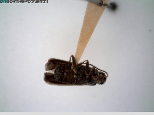  ( - GRSM26778)  @11 [ ] CreativeCommons  Attribution Non-Commercial Share-Alike (2025) Discover Life in America Discover Life in America