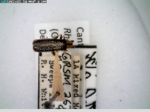  ( - GRSM26778)  @11 [ ] CreativeCommons  Attribution Non-Commercial Share-Alike (2025) Discover Life in America Discover Life in America