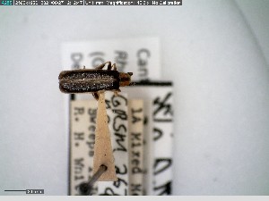  (Rhagonycha antennata - GRSM26778)  @11 [ ] CreativeCommons  Attribution Non-Commercial Share-Alike (2025) Discover Life in America Discover Life in America