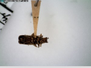  ( - GRSM26778)  @11 [ ] CreativeCommons  Attribution Non-Commercial Share-Alike (2025) Discover Life in America Discover Life in America