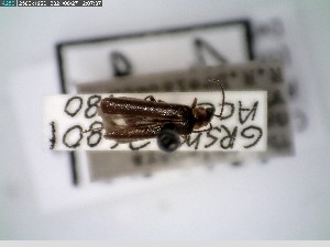  ( - GRSM26801)  @11 [ ] CreativeCommons  Attribution Non-Commercial Share-Alike (2025) Discover Life in America Discover Life in America