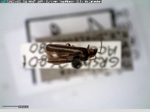  ( - GRSM26801)  @11 [ ] CreativeCommons  Attribution Non-Commercial Share-Alike (2025) Discover Life in America Discover Life in America