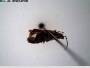  ( - GRSM26801)  @11 [ ] CreativeCommons  Attribution Non-Commercial Share-Alike (2025) Discover Life in America Discover Life in America