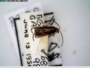  ( - GRSM26802)  @11 [ ] CreativeCommons  Attribution Non-Commercial Share-Alike (2025) Discover Life in America Discover Life in America