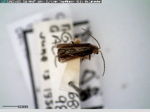  ( - GRSM26802)  @11 [ ] CreativeCommons  Attribution Non-Commercial Share-Alike (2025) Discover Life in America Discover Life in America