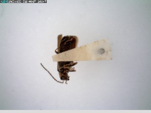  ( - GRSM26802)  @11 [ ] CreativeCommons  Attribution Non-Commercial Share-Alike (2025) Discover Life in America Discover Life in America