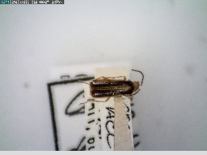  ( - GRSM26807)  @11 [ ] CreativeCommons  Attribution Non-Commercial Share-Alike (2025) Discover Life in America Discover Life in America