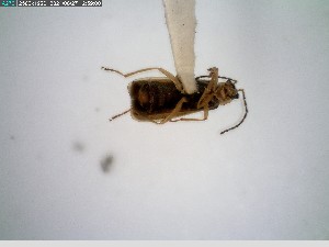  ( - GRSM26807)  @11 [ ] CreativeCommons  Attribution Non-Commercial Share-Alike (2025) Discover Life in America Discover Life in America