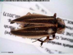  (Photuris versicolor - GRSM195430)  @11 [ ] CreativeCommons  Attribution Non-Commercial Share-Alike (2025) Discover Life in America Discover Life in America