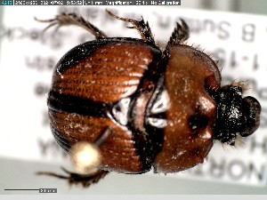  (Bolbocerosoma tumefactum - GRSM82671)  @11 [ ] CreativeCommons  Attribution Non-Commercial Share-Alike (2025) Discover Life in America Discover Life in America
