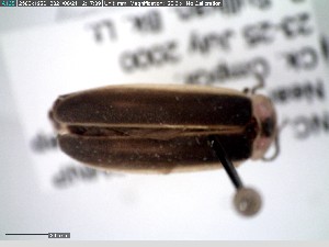  ( - GRSM83269)  @11 [ ] CreativeCommons  Attribution Non-Commercial Share-Alike (2025) Discover Life in America Discover Life in America