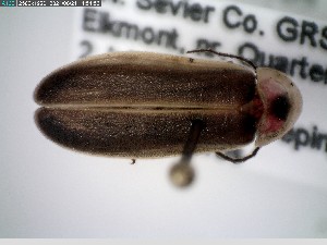  ( - GRSM83660)  @11 [ ] CreativeCommons  Attribution Non-Commercial Share-Alike (2025) Discover Life in America Discover Life in America