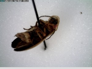  ( - GRSM83660)  @11 [ ] CreativeCommons  Attribution Non-Commercial Share-Alike (2025) Discover Life in America Discover Life in America