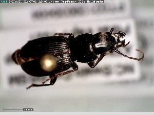  (Pterostichus palmi - GRSM84877)  @11 [ ] CreativeCommons  Attribution Non-Commercial Share-Alike (2025) Discover Life in America Discover Life in America