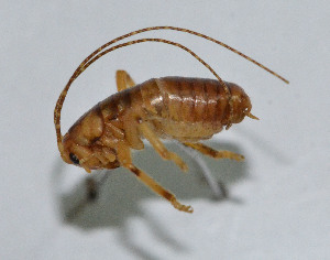  (Apotrechus bilobus - DBJ-1)  @12 [ ] CreativeCommons - Attribution (2010) Zhi-Jun Zhou Centre for Biodiversity Genomics