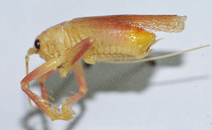  (Homogryllacris gladiata - DBJ-21)  @13 [ ] CreativeCommons - Attribution (2010) Zhi-Jun Zhou Centre for Biodiversity Genomics