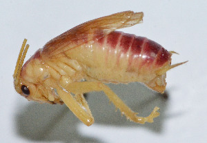  (Homogryllacris rufovaria - DBJ-22)  @13 [ ] CreativeCommons - Attribution (2010) Zhi-Jun Zhou Centre for Biodiversity Genomics