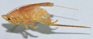  (Homogryllacris yunnana - DBJ-23)  @13 [ ] CreativeCommons - Attribution (2010) Zhi-Jun Zhou Centre for Biodiversity Genomics