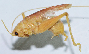  (Homogryllacris brevispina - DBJ-24)  @13 [ ] CreativeCommons - Attribution (2010) Zhi-Jun Zhou Centre for Biodiversity Genomics