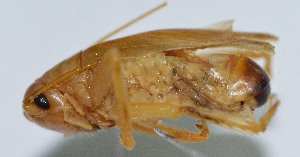  (Metriogryllacris permodesta - DBJ-60)  @13 [ ] CreativeCommons - Attribution (2010) Zhi-Jun Zhou Centre for Biodiversity Genomics