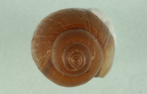  ( - 07PROBE 00694)  @14 [ ] CreativeCommons - Attribution (2010) CBG Photography Group Centre for Biodiversity Genomics