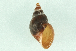  ( - 07PROBE 00696)  @14 [ ] CreativeCommons - Attribution (2010) CBG Photography Group Centre for Biodiversity Genomics