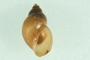  ( - 07PROBE 00635)  @14 [ ] CreativeCommons - Attribution (2010) CBG Photography Group Centre for Biodiversity Genomics