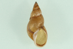  ( - 07PROBE 00639)  @14 [ ] CreativeCommons - Attribution (2010) CBG Photography Group Centre for Biodiversity Genomics