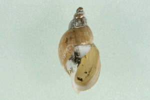  ( - 07PROBE 00640)  @14 [ ] CreativeCommons - Attribution (2010) CBG Photography Group Centre for Biodiversity Genomics