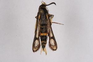  ( - FP Lep 00584)  @12 [ ] CreativeCommons - Attribution Non-Commercial Share-Alike (2009) Sesiidae Research Group Sesiidae Research Group