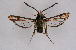  ( - FP Lep 00601)  @13 [ ] CreativeCommons - Attribution Non-Commercial Share-Alike (2009) Sesiidae Research Group Sesiidae Research Group