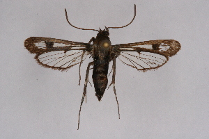  (Crinipus tenebricus - FP Lep 00607)  @14 [ ] CreativeCommons - Attribution Non-Commercial Share-Alike (2009) Sesiidae Research Group Sesiidae Research Group