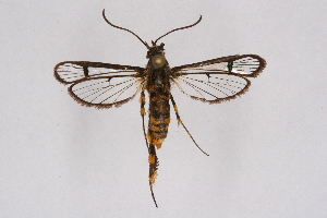  (Crinipus auripes - FP Lep 00616)  @14 [ ] CreativeCommons - Attribution Non-Commercial Share-Alike (2009) Sesiidae Research Group Sesiidae Research Group