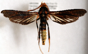  ( - CCDB-04612 B01)  @12 [ ] CreativeCommons - Attribution Non-Commercial Share-Alike (2010) Sesiidae Research Group Sesiidae Research Group