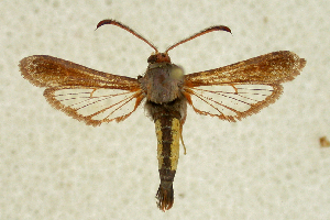  ( - CCDB-04616 B05)  @14 [ ] CreativeCommons - Attribution Non-Commercial Share-Alike (2010) Sesiidae Research Group Sesiidae Research Group