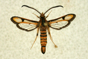  ( - CCDB-04616 B11)  @14 [ ] CreativeCommons - Attribution Non-Commercial Share-Alike (2010) Sesiidae Research Group Sesiidae Research Group