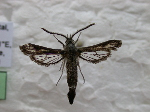  ( - CCDB-04616 E11)  @12 [ ] CreativeCommons - Attribution Non-Commercial Share-Alike (2010) Sesiidae Research Group Sesiidae Research Group