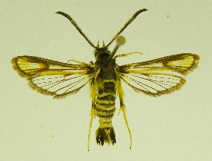  ( - RS Lep 00051)  @12 [ ] CreativeCommons - Attribution Non-Commercial Share-Alike (2009) Sesiidae Research Group Sesiidae Research Group