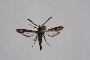  ( - CCDB-04641 D09)  @11 [ ] CreativeCommons - Attribution Non-Commercial Share-Alike (2010) Sesiidae Research Group Sesiidae Research Group