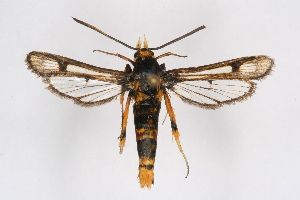  ( - CCDB-04609 D09)  @11 [ ] CreativeCommons - Attribution Non-Commercial Share-Alike (2010) Sesiidae Research Group Sesiidae Research Group
