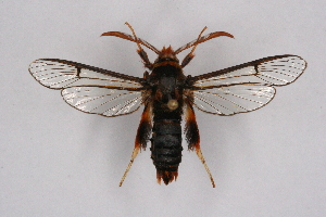  (Sesia ruficollis - CCDB-04609 F12)  @13 [ ] CreativeCommons - Attribution Non-Commercial Share-Alike (2010) Sesiidae Research Group Sesiidae Research Group