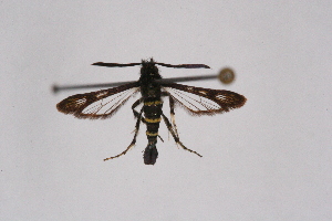  ( - CCDB-04609 G11)  @12 [ ] CreativeCommons - Attribution Non-Commercial Share-Alike (2010) Sesiidae Research Group Sesiidae Research Group