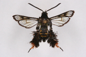  (Heterosphecia hyaloptera - CCDB-04609 H06)  @13 [ ] CreativeCommons - Attribution Non-Commercial Share-Alike (2010) Sesiidae Research Group Sesiidae Research Group