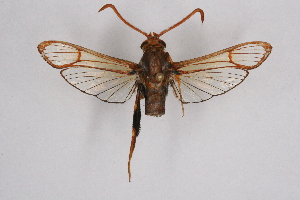  ( - CCDB-04610 A04)  @11 [ ] CreativeCommons - Attribution Non-Commercial Share-Alike (2010) Sesiidae Research Group Sesiidae Research Group