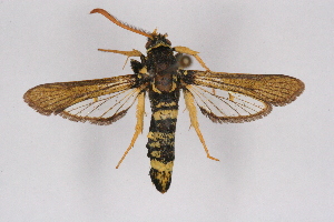  ( - CCDB-04610 C11)  @11 [ ] CreativeCommons - Attribution Non-Commercial Share-Alike (2010) Sesiidae Research Group Sesiidae Research Group
