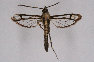  ( - CCDB-04611 A06)  @13 [ ] CreativeCommons - Attribution Non-Commercial Share-Alike (2010) Sesiidae Research Group Sesiidae Research Group